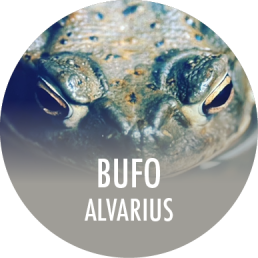 Bufo alvarius