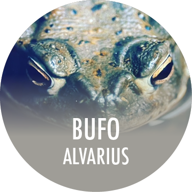 Bufo alvarius